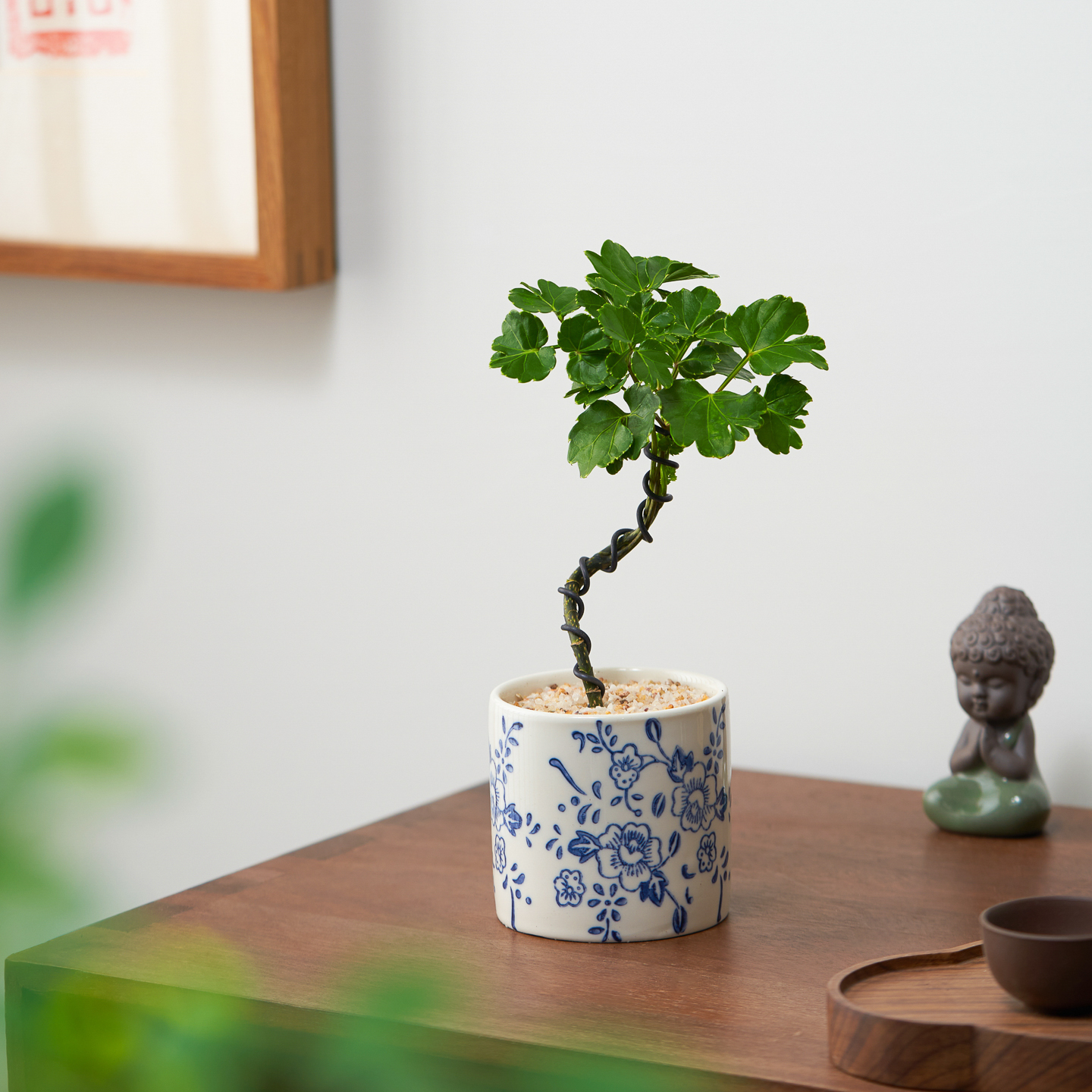 福禄桐钱多多造型盆景办公室内桌面好养小绿植花卉四季常青摆件