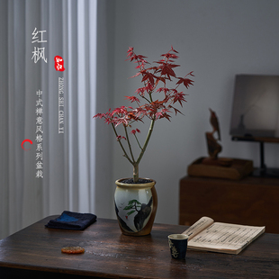 红枫盆景四季好养活室内桌面盆栽老桩耐寒观叶植物红舞姬树苗