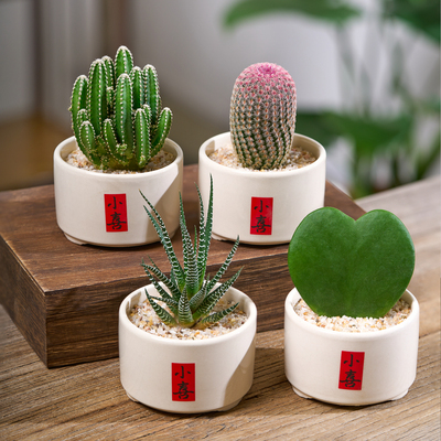 办公室桌面懒人绿植迷你花卉