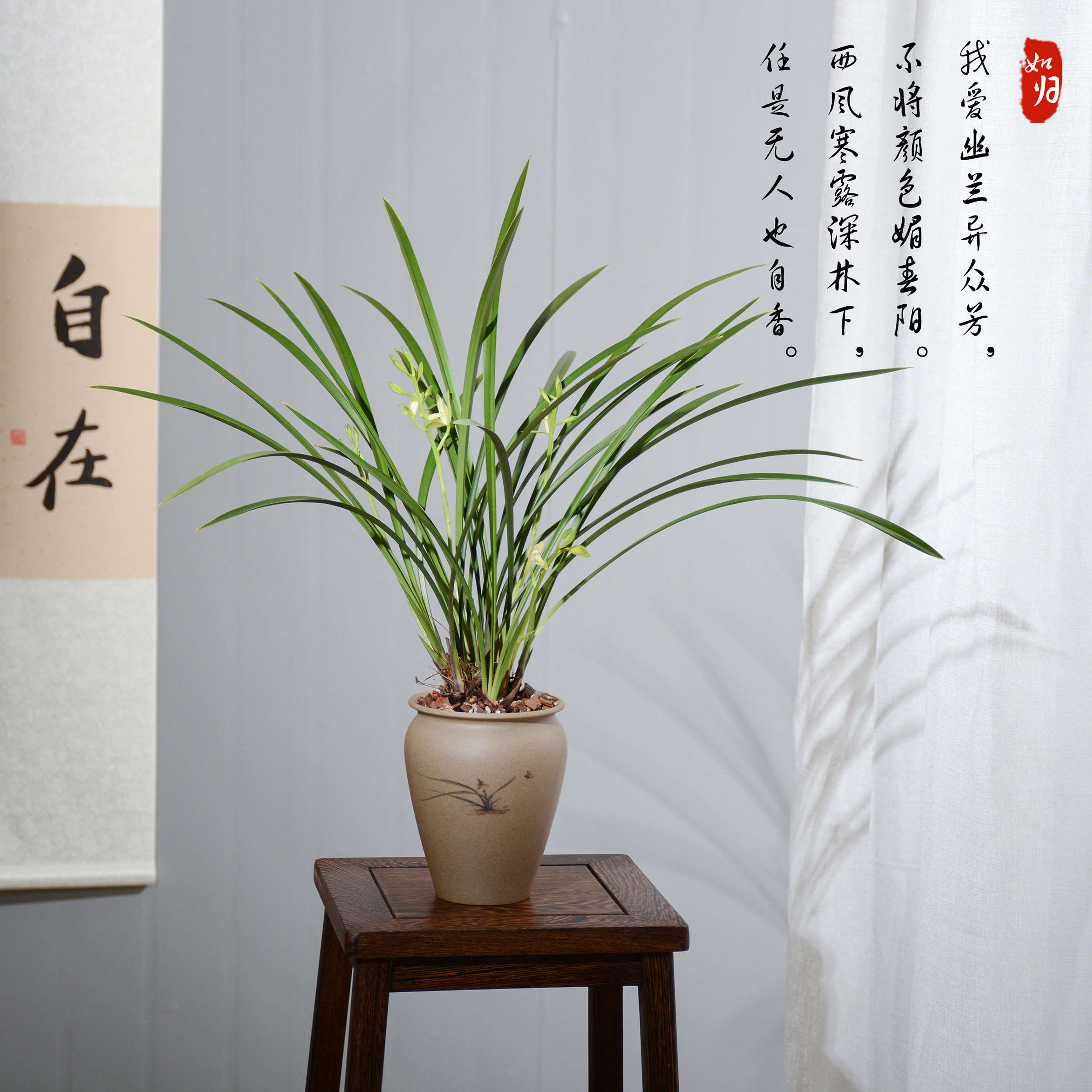 建兰素心盆栽天香素浓香型观兰花植物室内四季好养名贵带花苞花卉