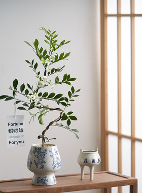 【中古禅意】造型九里香小盆景