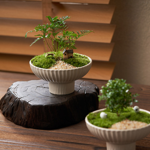 苔藓微景观狼尾蕨办公室内桌面生态工位绿植创意盆栽盆景懒人好养