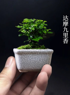 台湾达摩小叶九里香独杆