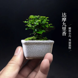 台湾达摩小叶九里香独杆盆栽室内四季常青客厅阳台茶几桌面小盆景