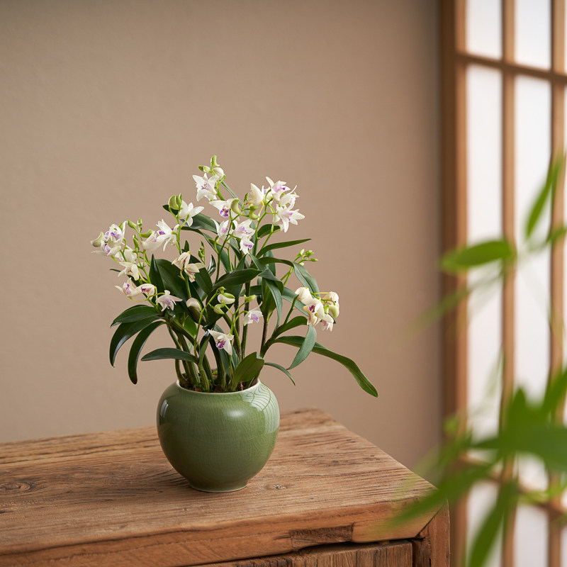 香水石斛淡香带花苞办公室内窗台迷你花卉盆栽绿植懒人好养摆件