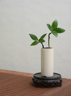 竹柏盆景迷你小盆栽驱蚊草植物室内花卉办公室桌面四季好养活绿植