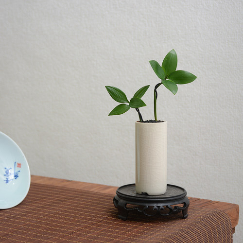 竹柏小盆栽驱蚊草植物