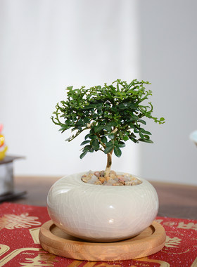 达摩九里香茶桌趣味美观