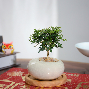 【龙年行运】达摩九里香盆栽创意迷你桌面小绿植客厅室内花卉好养