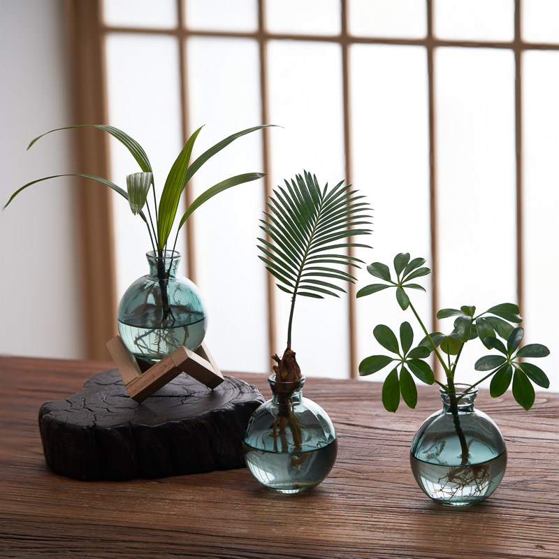 发财树小盆栽水培植物办公室内好养四季招财树奇趣花卉小绿植摆件