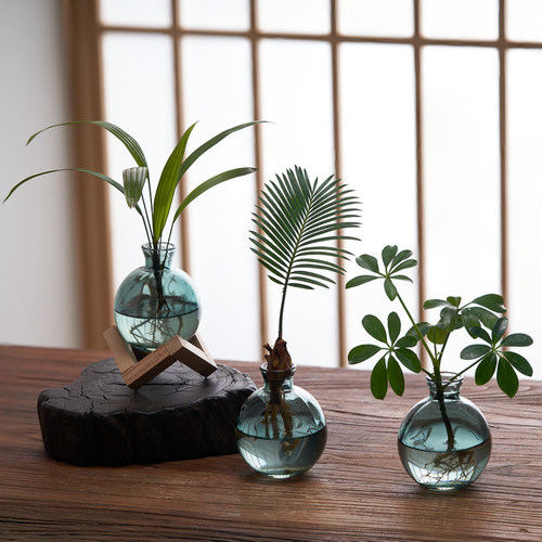 发财树小盆栽水培植物办公室内好养四季招财树奇趣花卉小绿植摆件