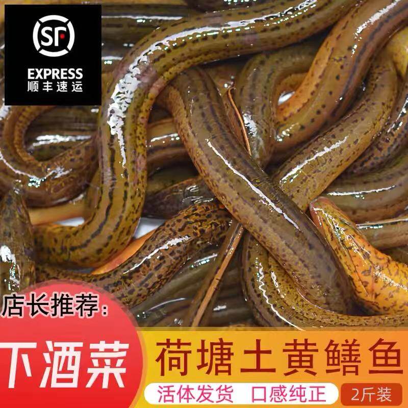 顺丰包邮正宗湖北洪湖土黄鳝乡野农村野捕鲜活大鳝鱼打氧包活包野