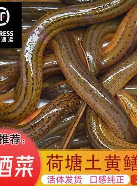正宗湖北洪湖土黄鳝乡野捕