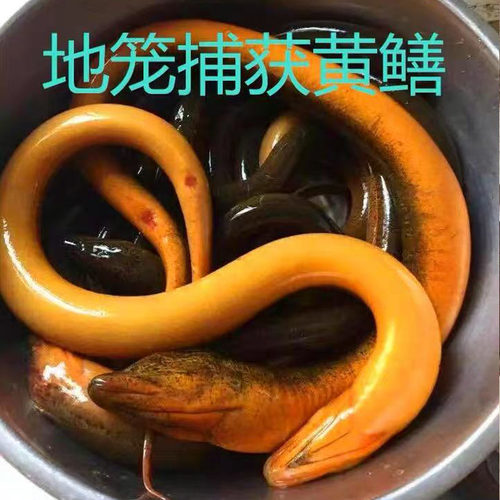 包活打氧到家正宗野外土黄鳝