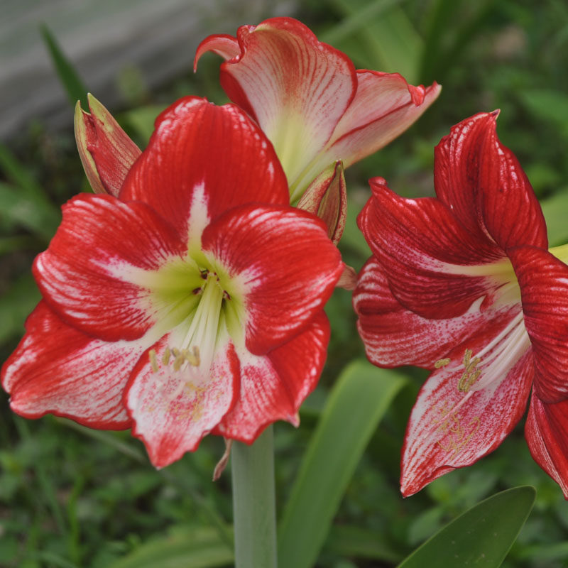 朱顶红进口洋朱品种球根观花植物盆栽花卉弗拉门戈皇后舞后