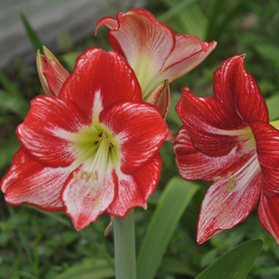 朱顶红进口洋朱品种球根观花植物盆栽花卉弗拉门戈皇后舞后