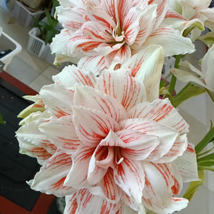 朱顶红进口品种舞蹈皇后也叫舞后还有叫五花肉大花奶白底红色条纹