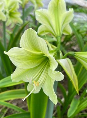 进口品种朱顶红小青龙开花绿色系清新脱俗属于比较少见的品种