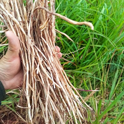 山区野生白茅草根新鲜下单现挖炖鸡鸭汤泡酒凉茶材料不去皮毛根