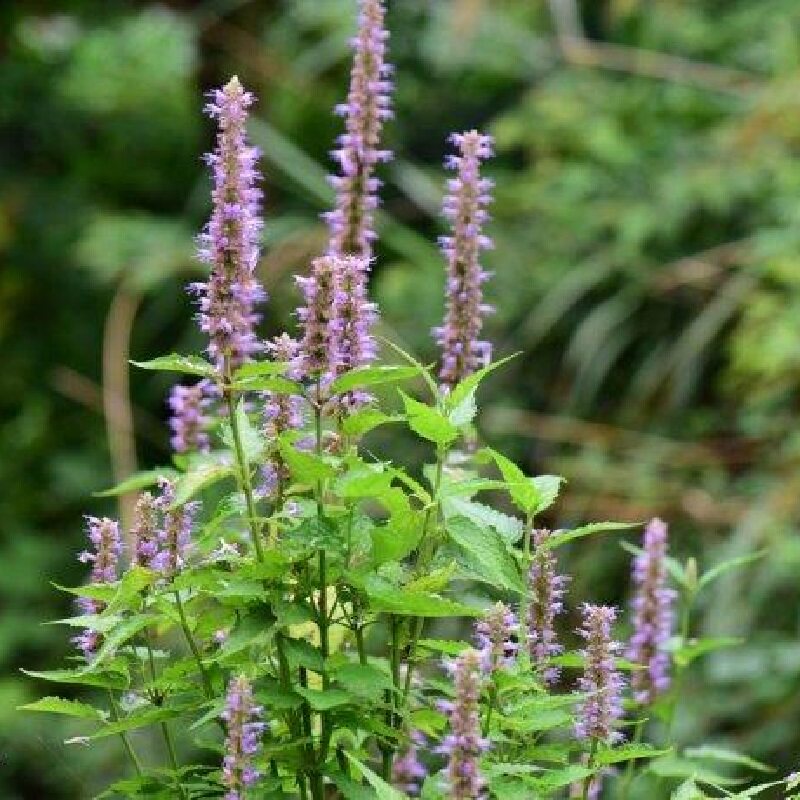 耐寒耐旱藿香多年生室内室外植物