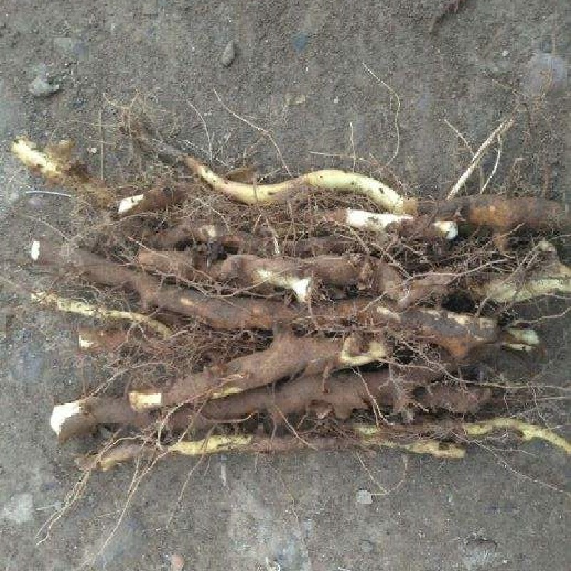 东北森林野穿山龙新鲜中药材500克正宗保真野穿龙骨可以泡酒泡水