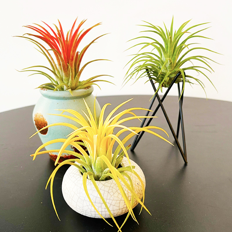 空气凤梨无土栽培好养活套装