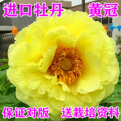 菏泽诚信牡丹芍药黄冠秋天发货