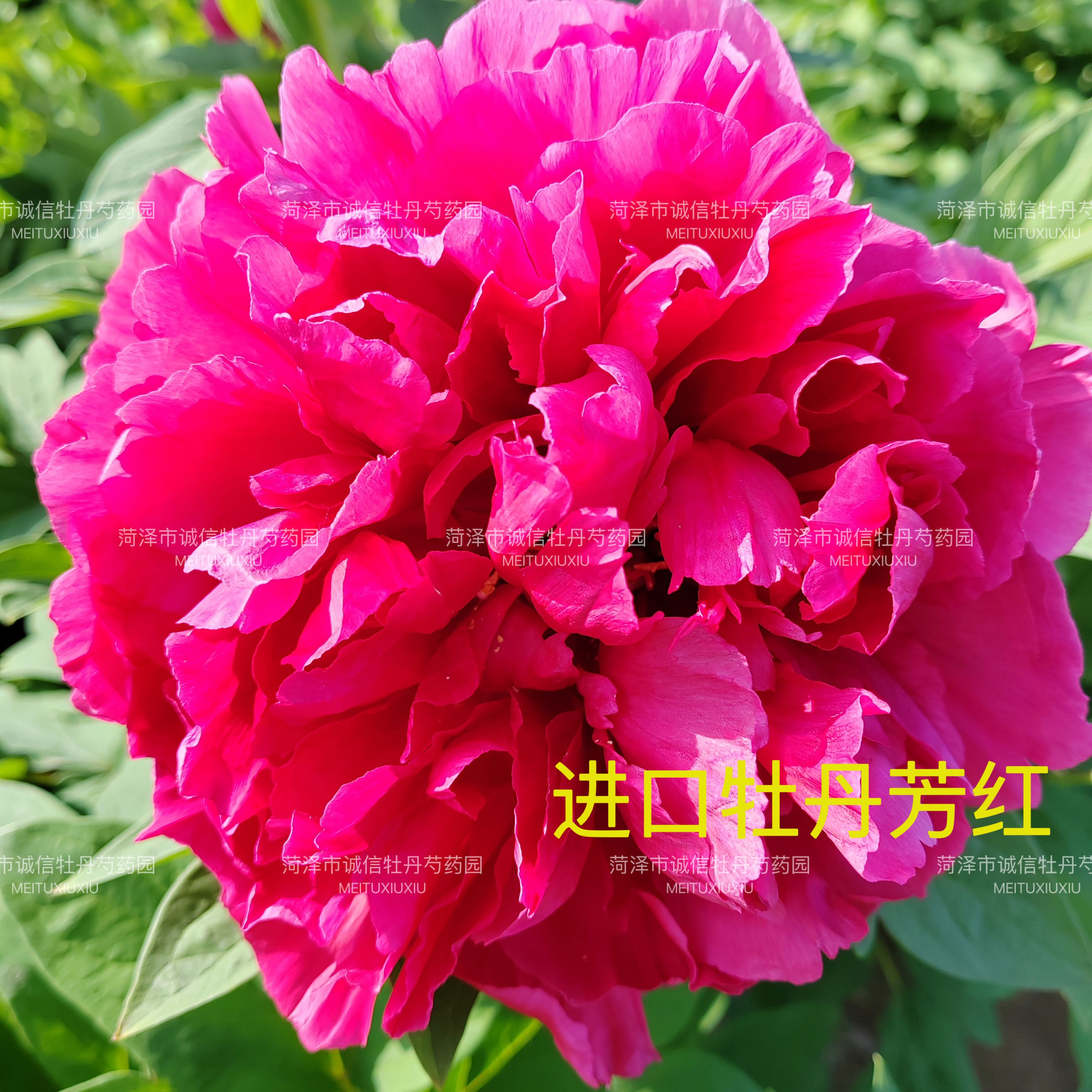 菏泽市诚信牡丹芍药园进口牡丹花苗[芳红].秋天发货 鲜花速递/花卉仿真/绿植园艺 时令草本花卉 原图主图