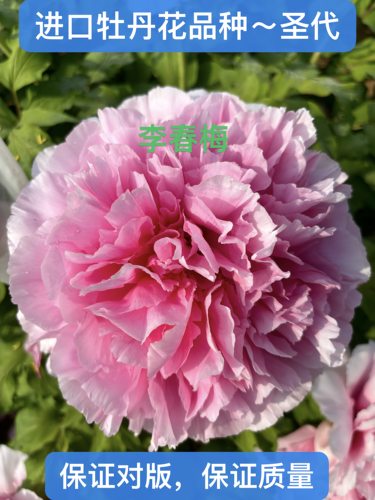 菏泽市诚信牡丹芍药圣代秋天发货