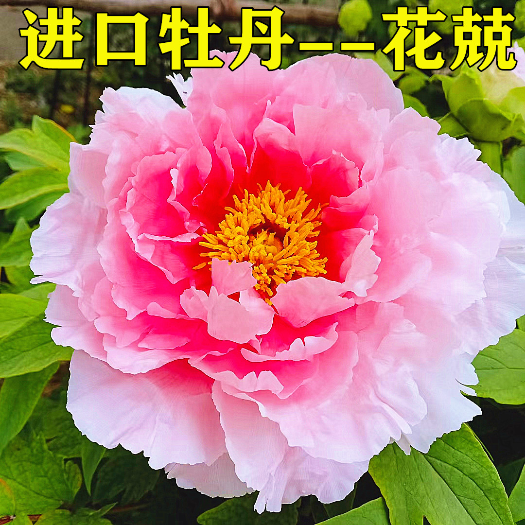 菏泽芍药洛阳牡丹花苗