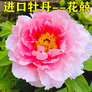 菏泽市诚信牡丹芍药园，菏泽洛阳牡丹花苗【花兢】秋天发货