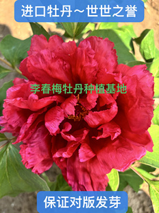 进口牡丹花品种【世世之誉】秋季裸根发货，花开富贵