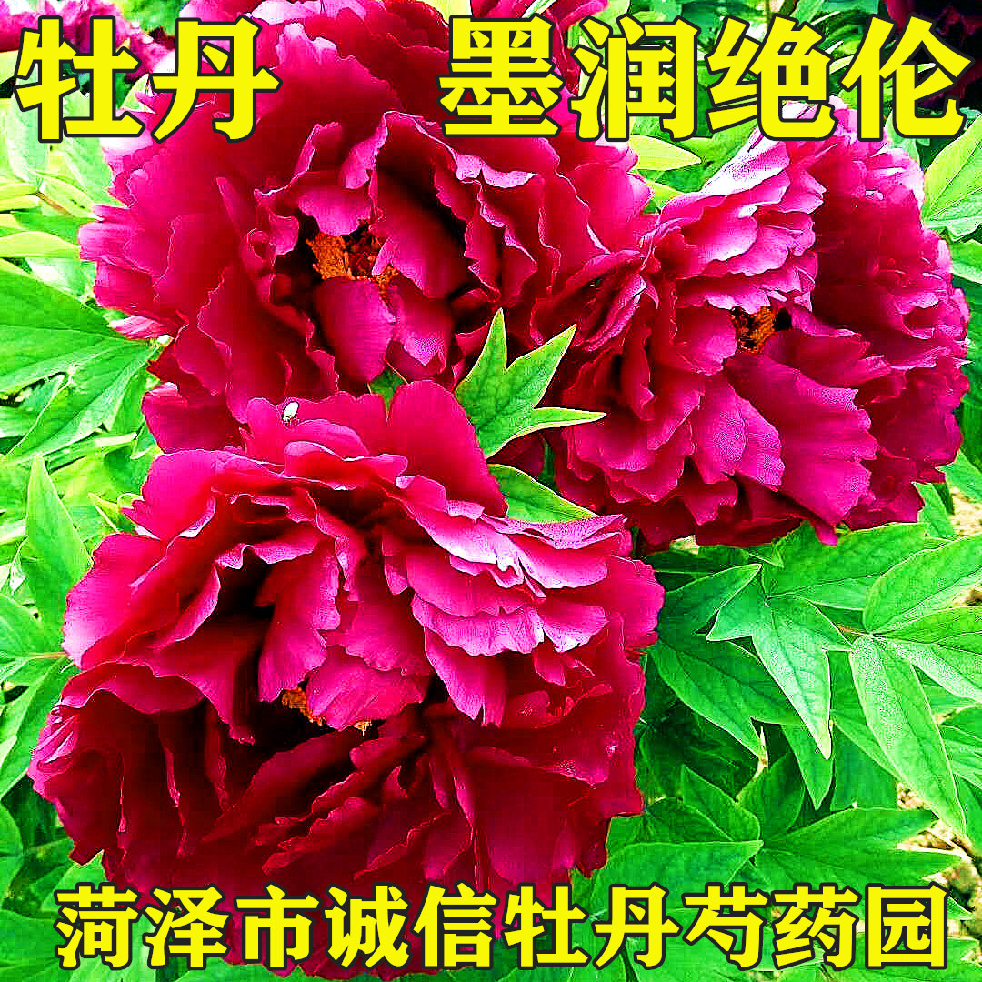 菏泽市牡丹花开富贵春天开花