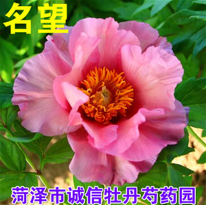 菏泽市洛阳市精品进口牡丹花品种【名望】秋天发货