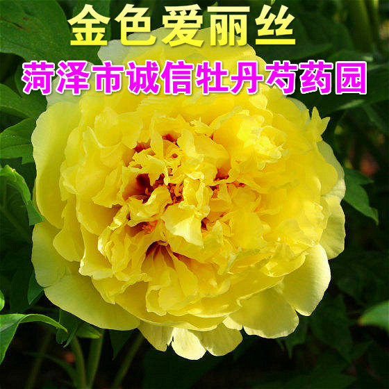 菏泽市诚信牡丹芍药园精品牡丹花苗【金色爱丽丝】秋天发货