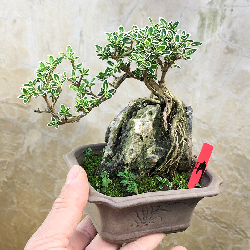 六月雪植物盆栽附石盆景