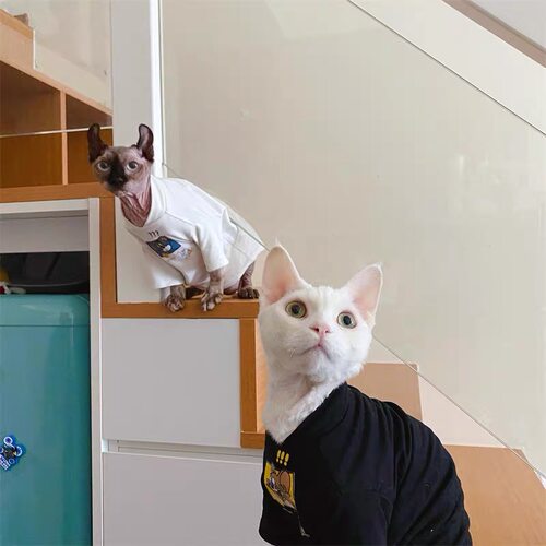 阿比无毛猫衣服斯芬克斯德文秋冬韩系简约打底衫猫咪可爱情侣衣服