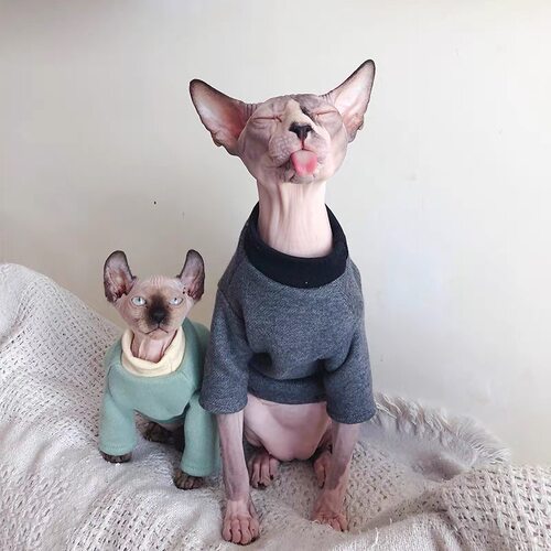 秋冬保暖加绒纯棉猫狗宠物卫衣