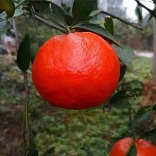 万州古红桔大红袍新鲜孕妇水果陈皮原料红橘子老树川红橘9斤