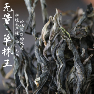 无量山古树大单株普洱茶生茶云南2024年春茶秘境大单株生普茶叶