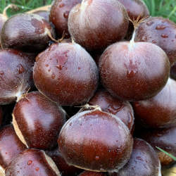 2025年新货正宗广西板栗生新鲜栗子板栗生大油栗野生小毛栗子现摘