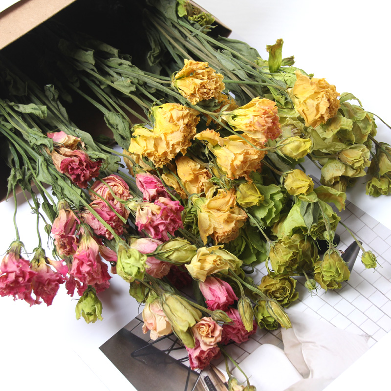 洋桔梗北欧装饰玫瑰真花干花花束ins客厅家居装饰diy插花拍摄道具