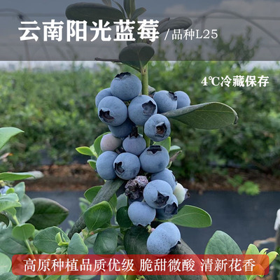云南高原阳光蓝莓L25自然生长蓝莓澄江抚仙湖产现摘新鲜水果顺丰