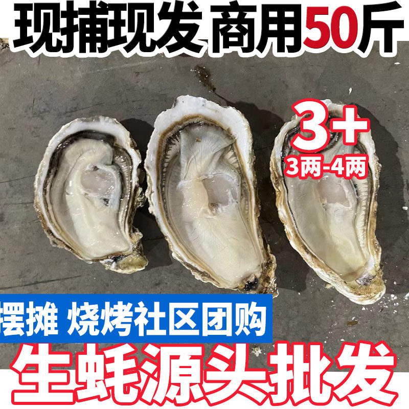 3＋顺丰包邮鲜活山东生蚝批发5贝类制品
