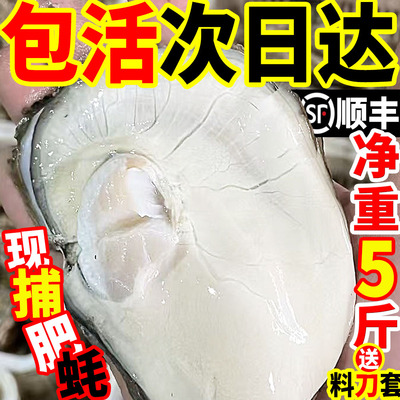 顺丰包邮包活特大乳山生蚝5斤