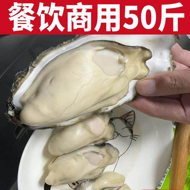 100/50斤山东生蚝批发海蛎子牡蛎餐饮烧烤摆摊高压锅生蚝商用