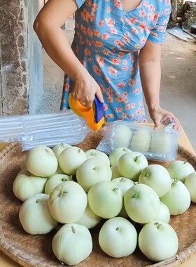 湖南衡阳农家自种香瓜现摘现发当季新鲜水果甜瓜蜜瓜梨瓜香甜脆瓜