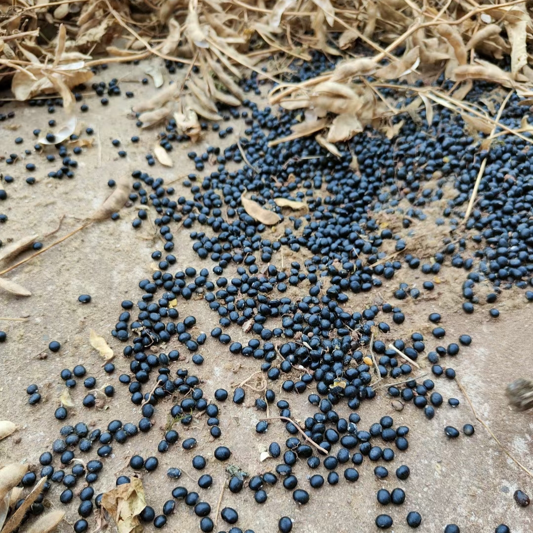 衡阳农家自种黄心小黑豆老品种非转基因打豆浆药用杂粮新货可做种