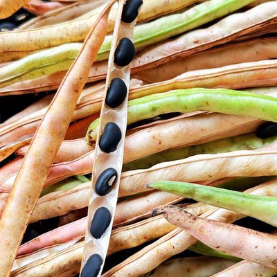 湖南衡阳黑饭豆黑眉豆白心乌缸豆新豆老品种农家黑豆易煮烂煮粉