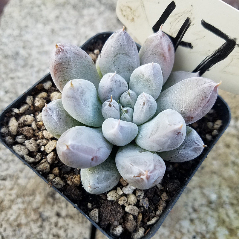 杜里万暗纹系多肉植物花卉盆栽绿植大棚直销肉妞花房一物一图,鲜花速递/花卉仿真/绿植园艺,多肉植物,淘宝优惠券,粉丝福利购,淘宝优惠卷